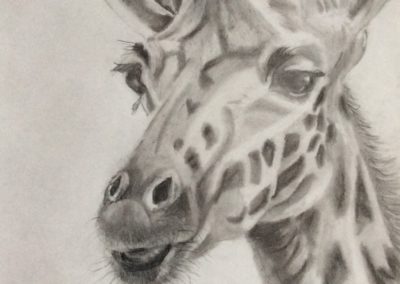 Giraffe, ‘kop op’, 2019, grafiet op papier, 21:30 cm; verkocht