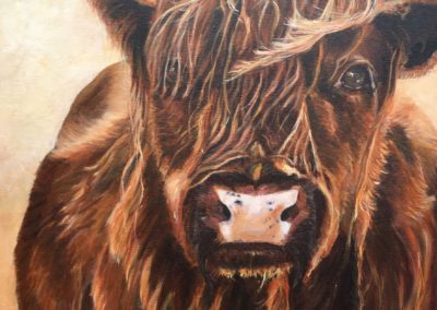 Highland Coo, 2018, acryl op doek, 50:50 cm, verkocht